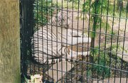005-White Tiger